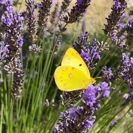 B&B L'Escalade En Luberon Volx Zewnętrze zdjęcie